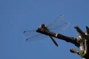 Aria 01 Libelle in de tuin